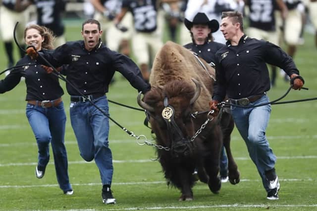 Top 5 College Football Mascots